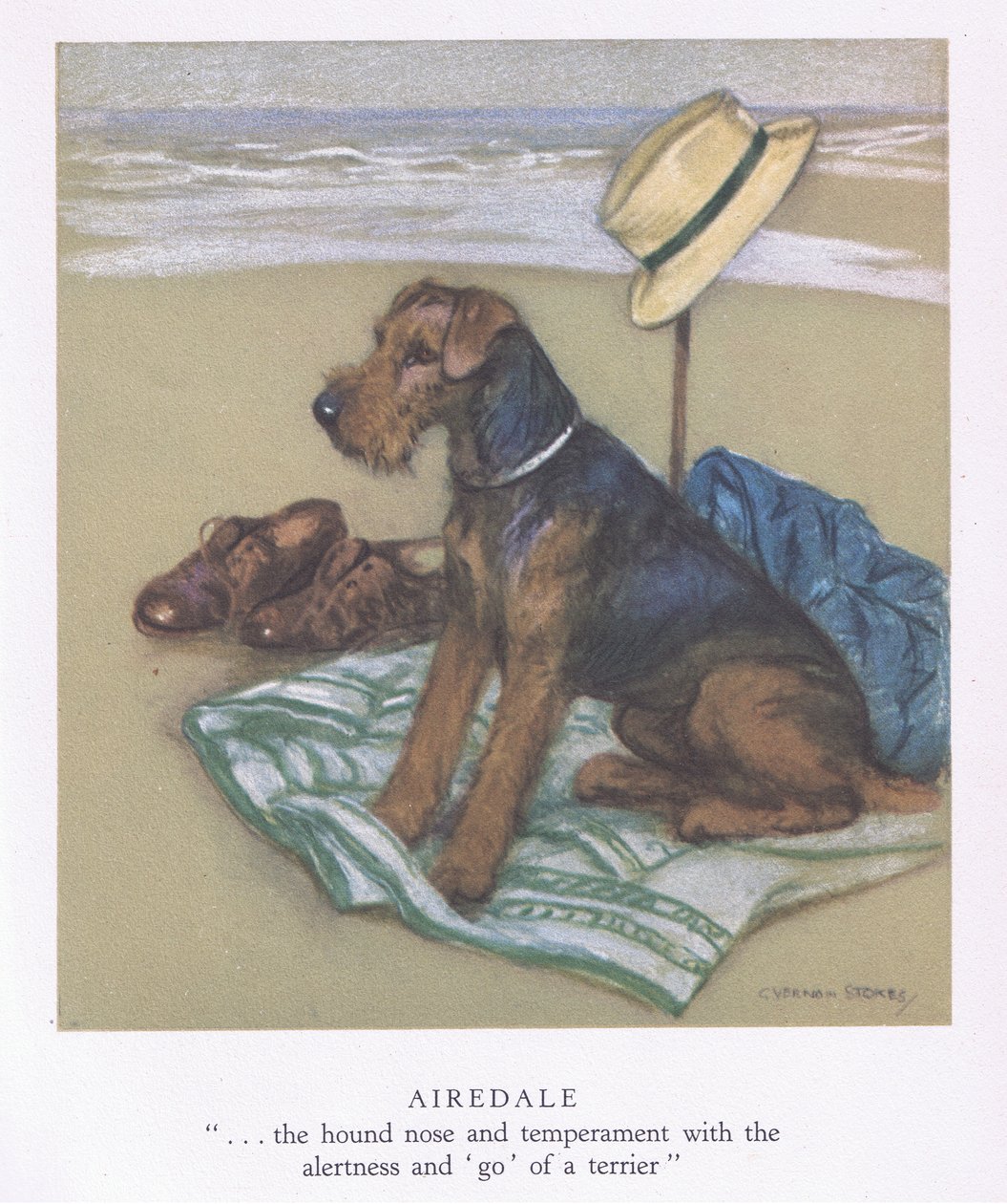 Airedale (színes litográfia) alkotó: George Vernon Stokes