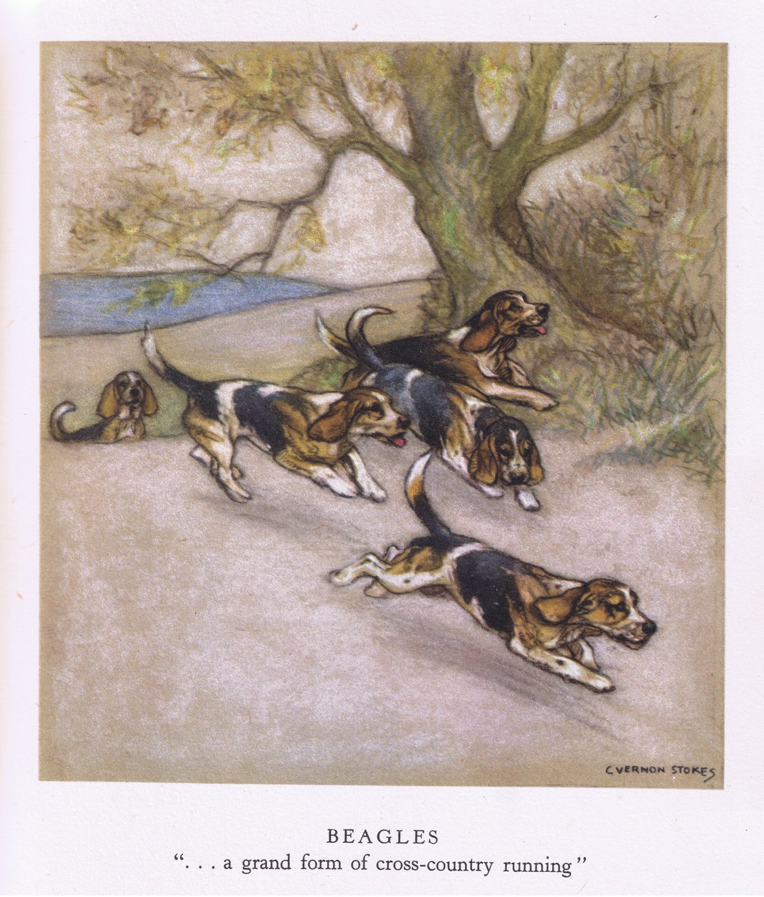 Beagle (színes litográfia) alkotó: George Vernon Stokes