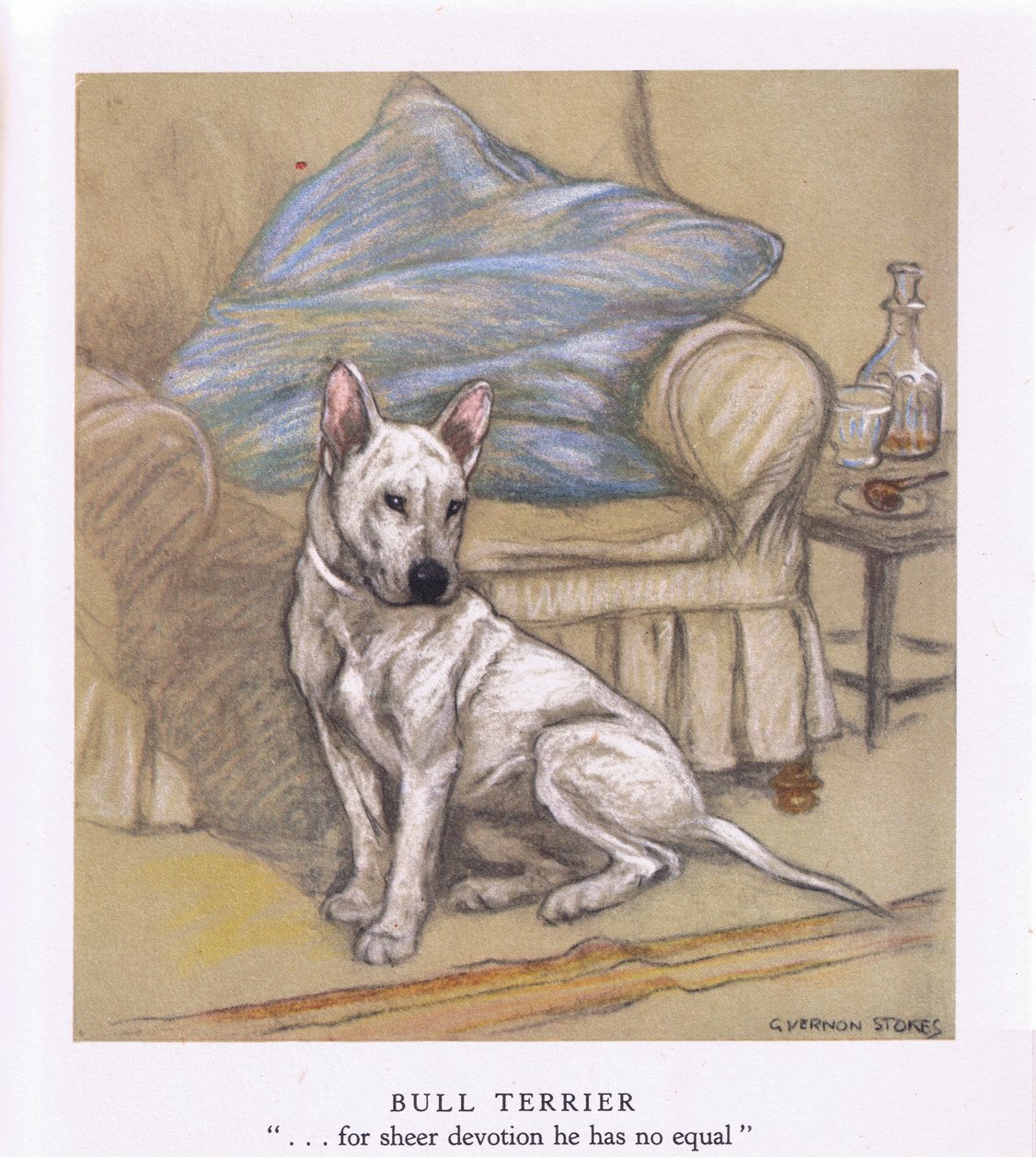 Bullterrier (színes litográfia) alkotó: George Vernon Stokes