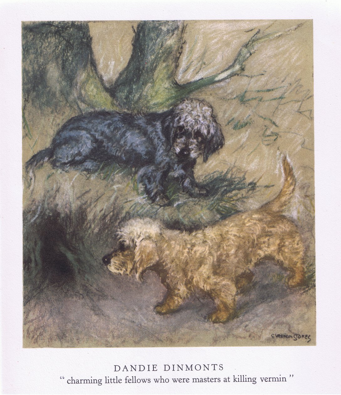 Dandie Dimonts (színes litográfia) alkotó: George Vernon Stokes