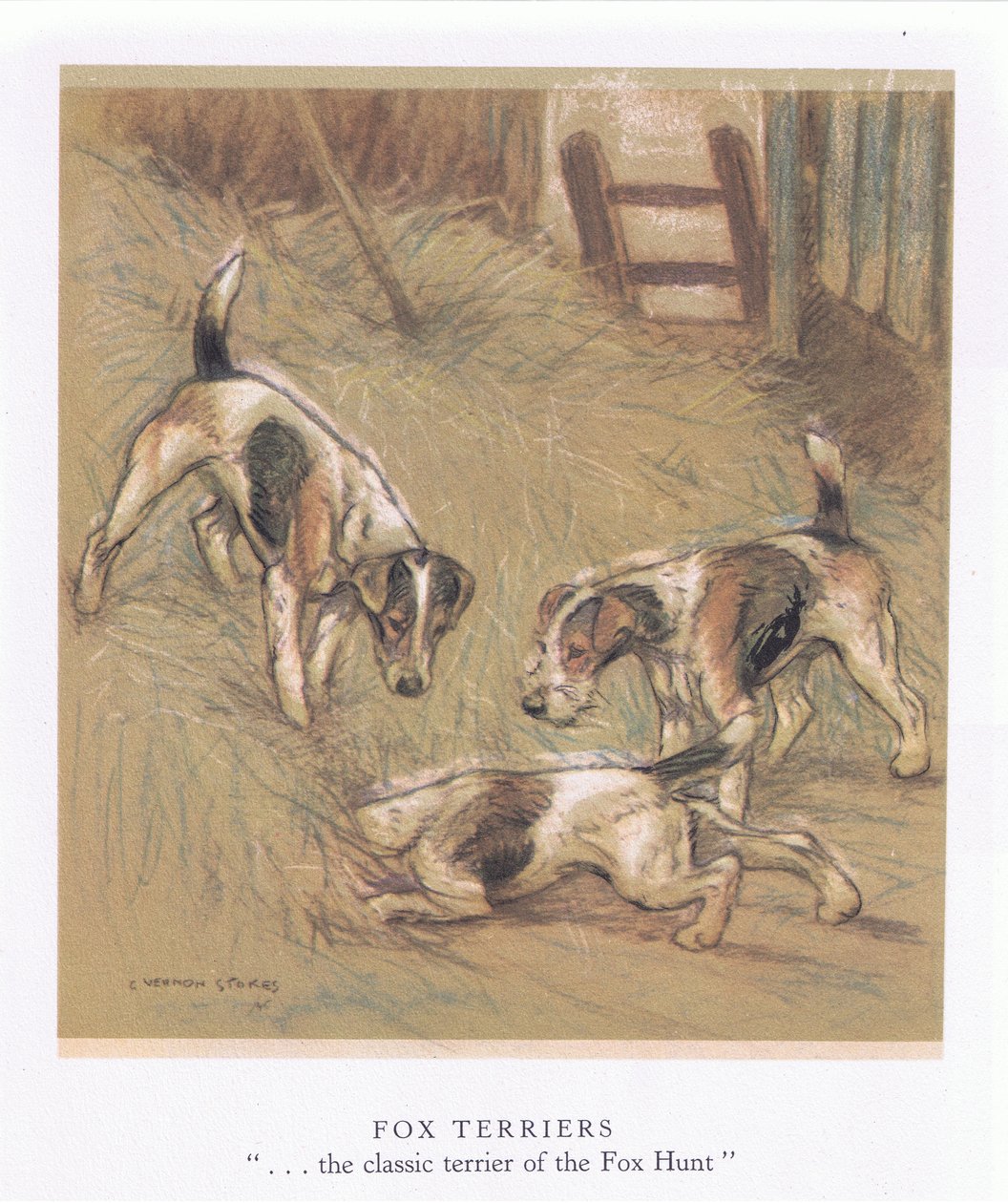 Foxterrierek (színes litográfia) alkotó: George Vernon Stokes