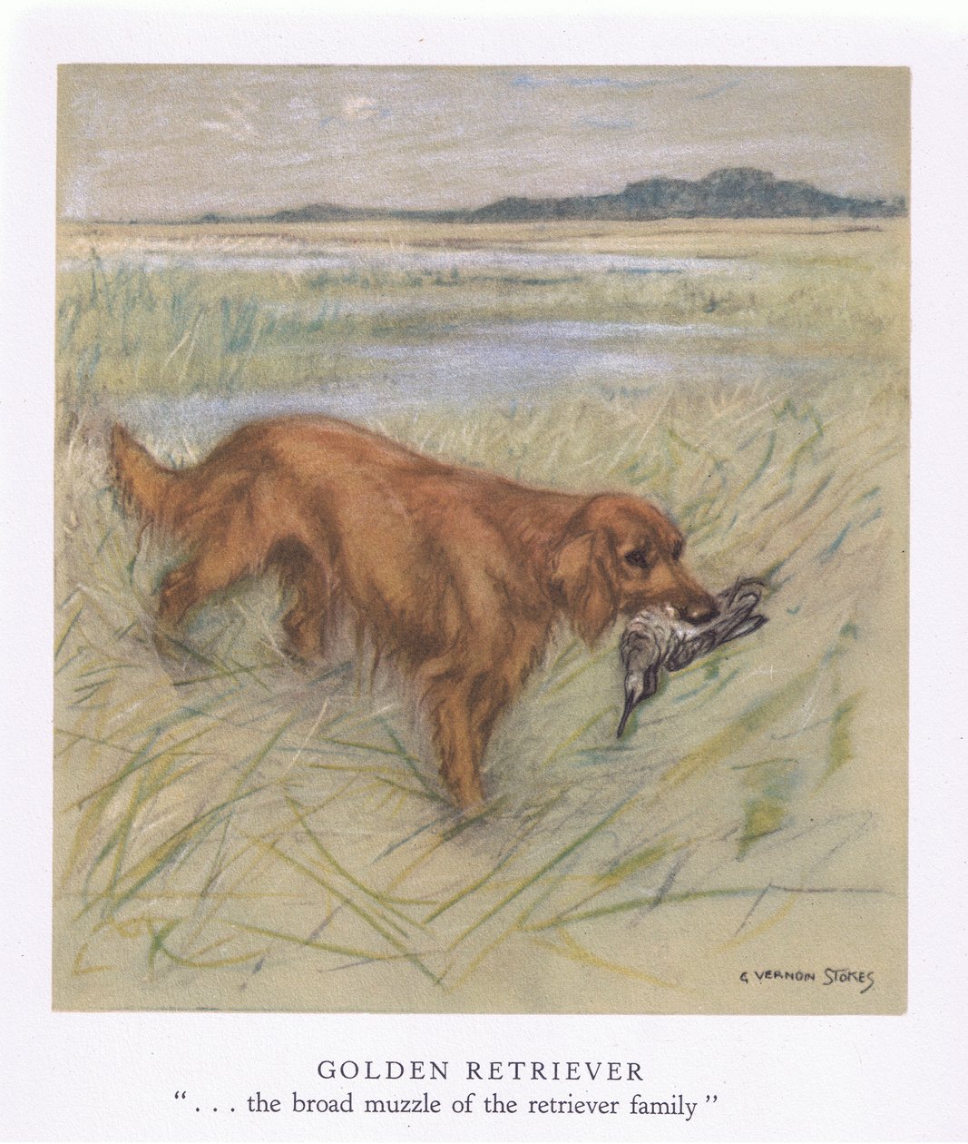 Golden Retriever (színes litográfia) alkotó: George Vernon Stokes
