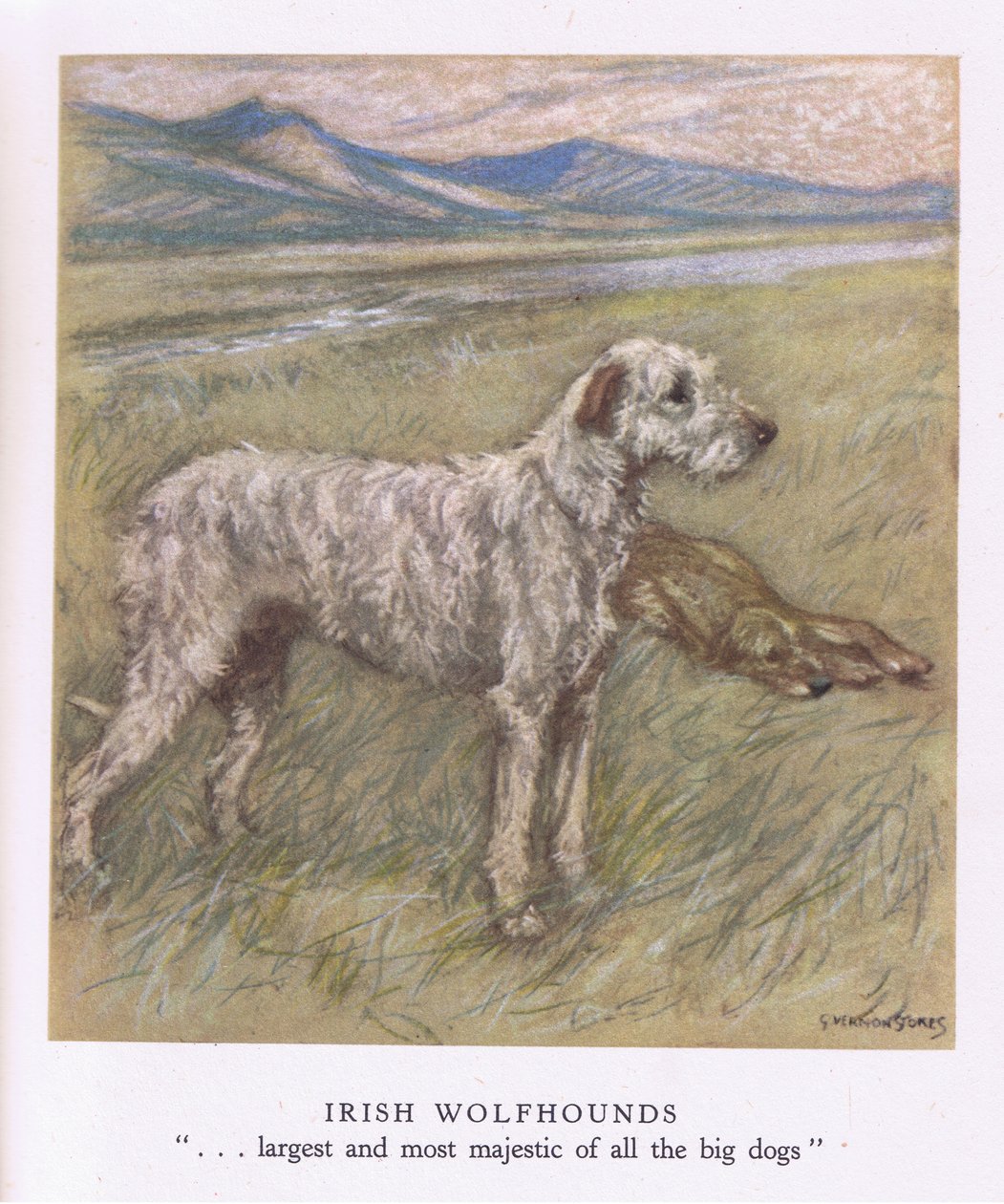 Ír farkaskutyák (színes litográfia) alkotó: George Vernon Stokes
