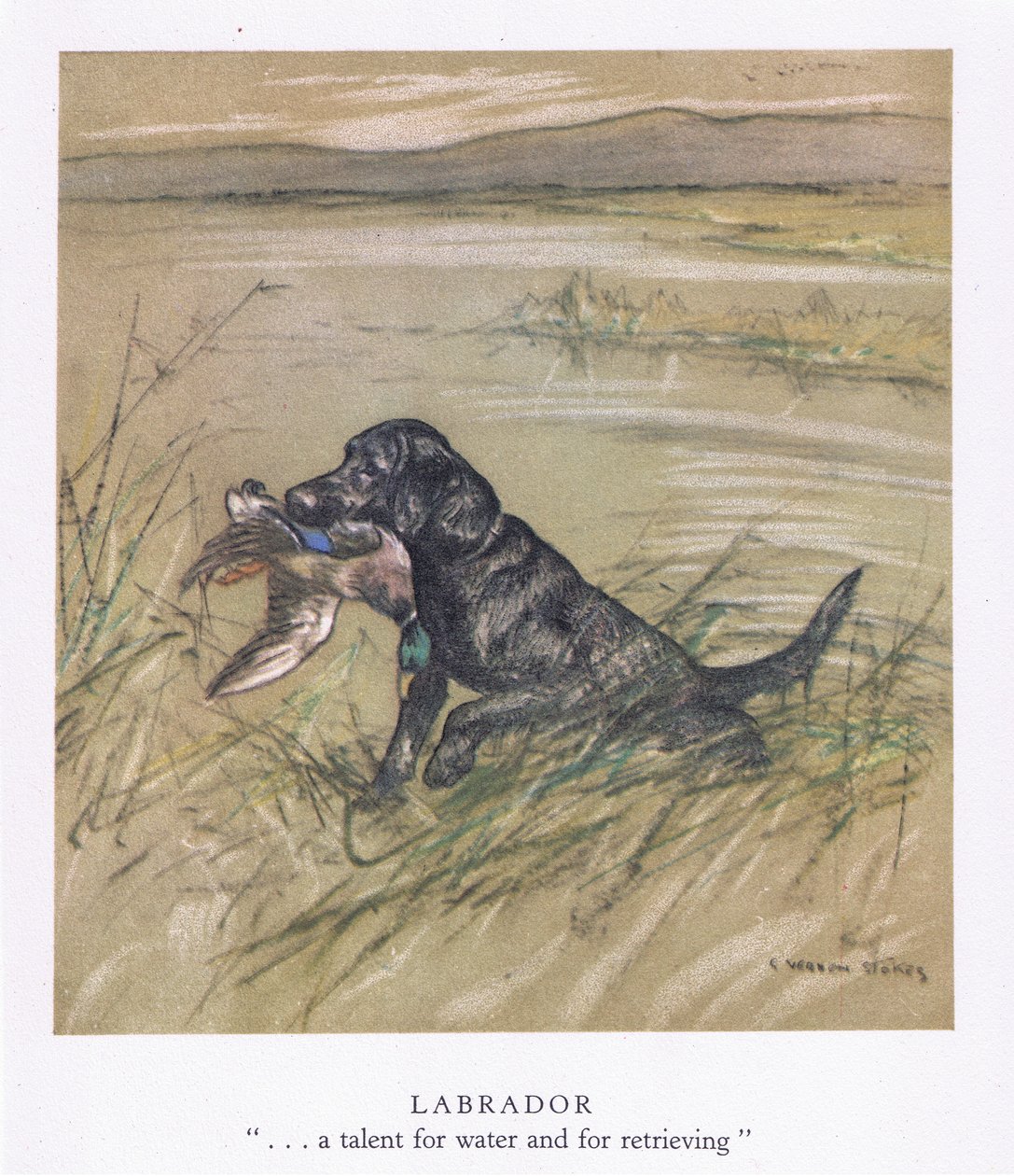 Labrador (színes litográfia) alkotó: George Vernon Stokes
