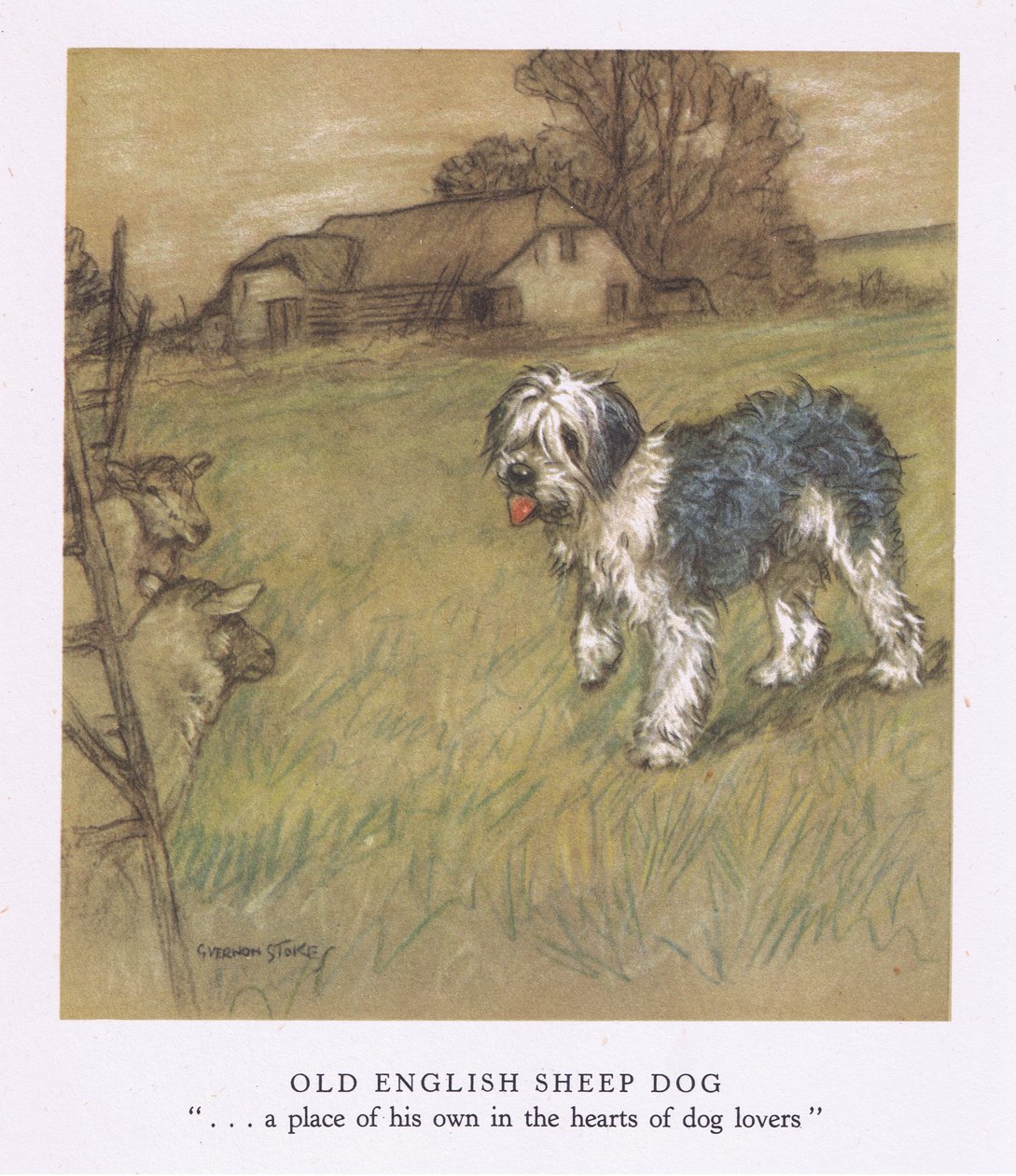 Old English Sheepdog (színes litográfia) alkotó: George Vernon Stokes