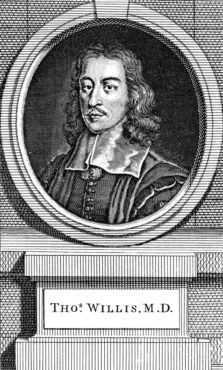 Thomas Willis, 17. századi angol orvos, 1742 alkotó: George Vertue