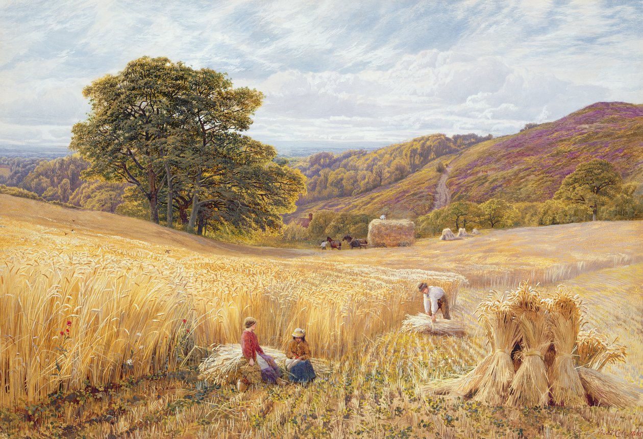 Betakarítási idő a Holmbury Hill közelében, Surrey, 1865 (wc és testszín papíron) alkotó: George Vicat Cole