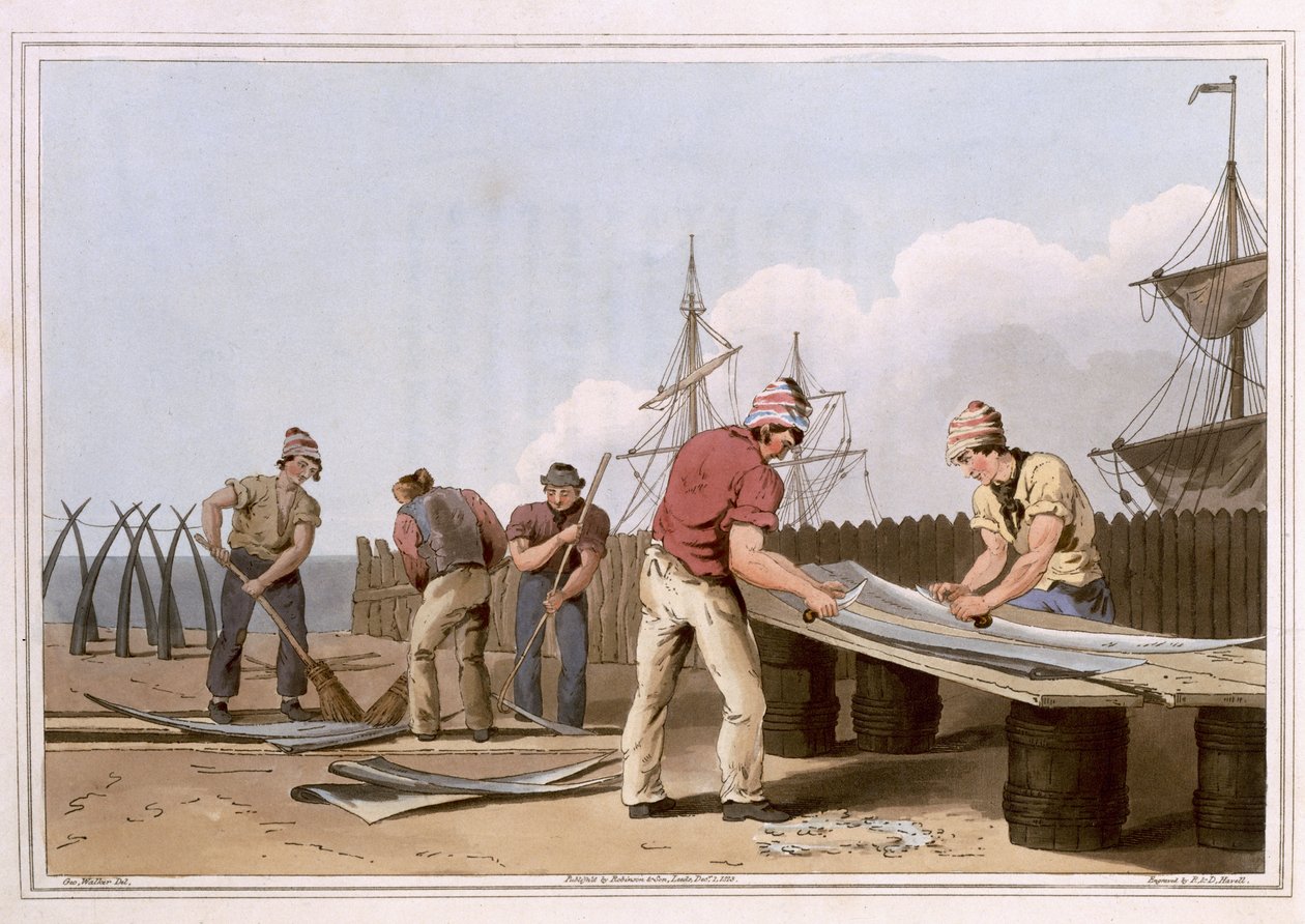Bálnacsont-kaparók, vésett Robert Havell idősebb, kiadó 1814, Robinson and Son, Leeds alkotó: George Walker