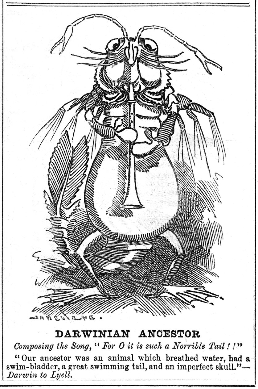 Darwini ős, 1887 alkotó: George du Maurier