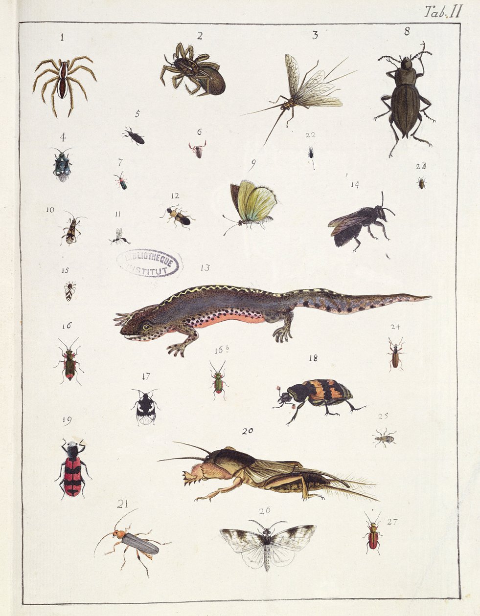 Különböző rovarok és egy gyík, II. tábla a "Diarium Zoologicum"-ból, 1787 (toll és tinta, wc, papír) alkotó: Georges Cuvier