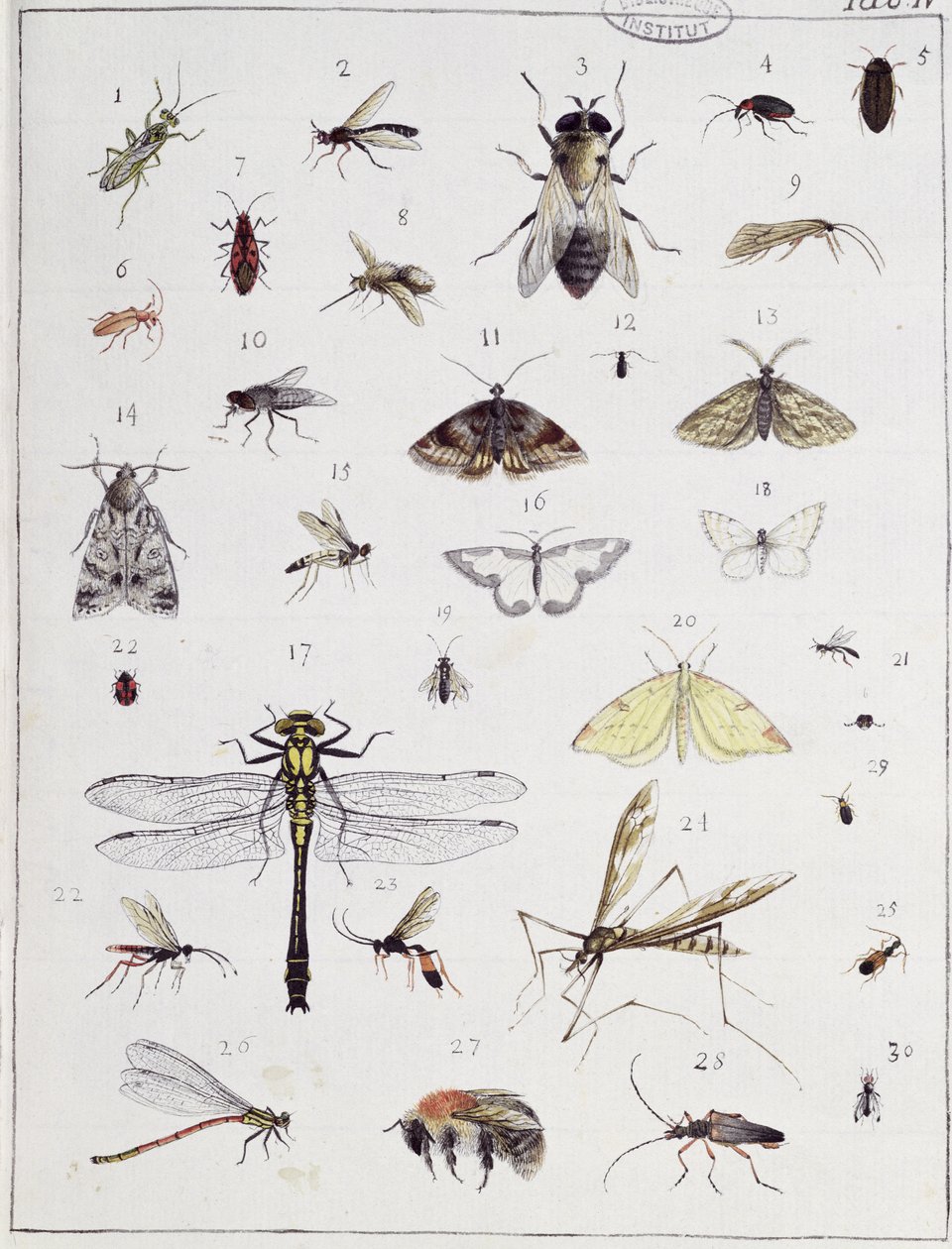 Különböző rovarok, IV. tábla a "Diarium Zoologicum"-ból, 1787 (toll és tinta, wc, papír) alkotó: Georges Cuvier