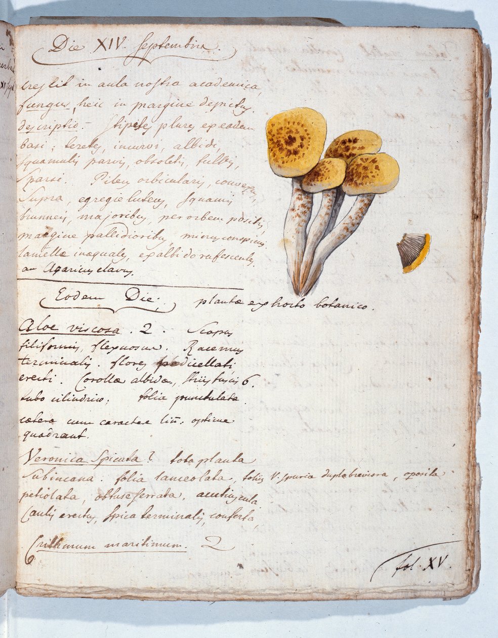 Egy gombafaj illusztrációja, a művész „Diarium Botanicum” című művéből, 1786 (toll, tinta és wc papíron) alkotó: Georges Cuvier
