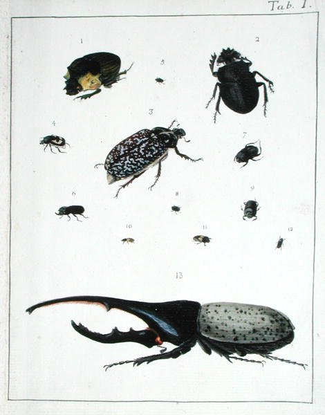 Különféle bogarak, I. lemez a „Diarium Zoologicum”-ból alkotó: Georges Cuvier