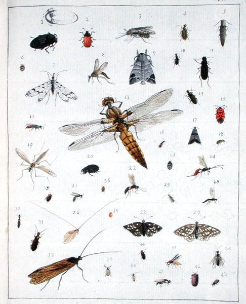 Különféle rovarok, a „Diarium Zoologicum” III. lemeze alkotó: Georges Cuvier