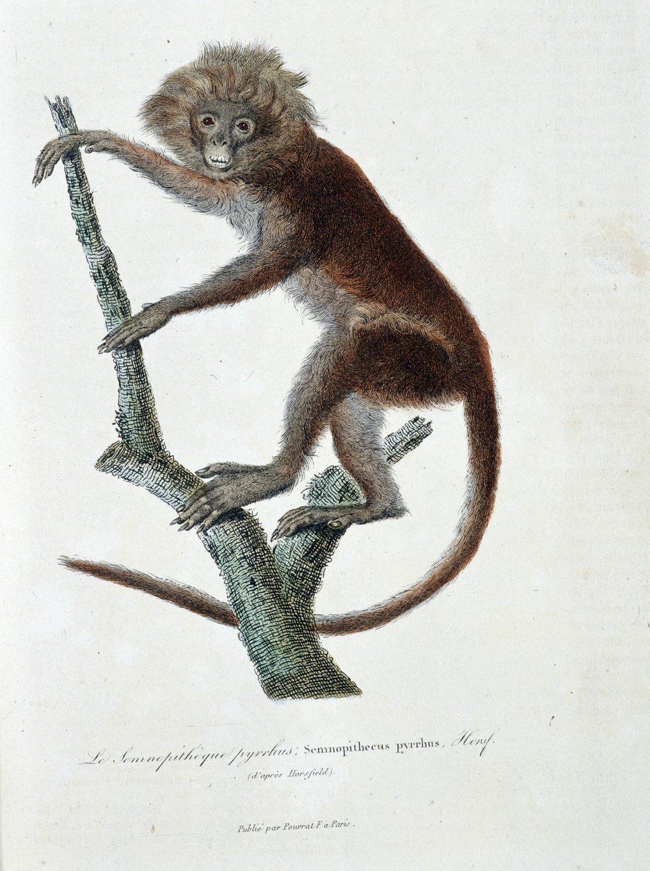 Természettudományi tábla: Állattani tábla, amely a Semnopitheque pyrrhust ábrázolja; Semnopithecus pyrrhus (Horsfieldből) – Georges Louis Leclerc természettudós, Buffon grófja (1707-1788) „Buffon teljes művei” című művében. Metszet 1837-ből. alkotó: Georges Louis Leclerc