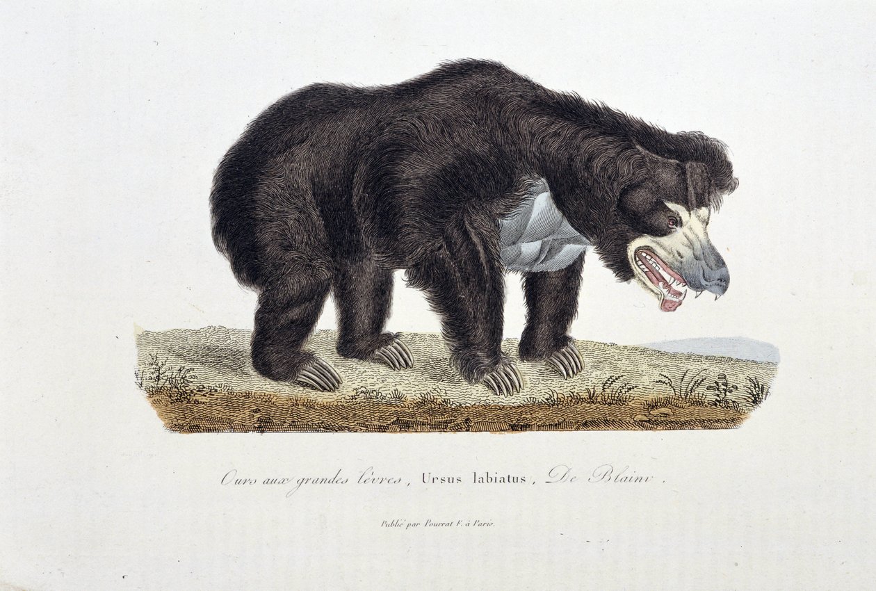 Természettudományi tábla: Állattani tábla, amely nagyajkú medvét, Ursus labiatust, De Blaini-t ábrázol – Georges Louis Leclerc természettudós, Buffon grófja (1707-1788) „Buffon befejezői” című művében. Metszet 1837-ből. alkotó: Georges Louis Leclerc