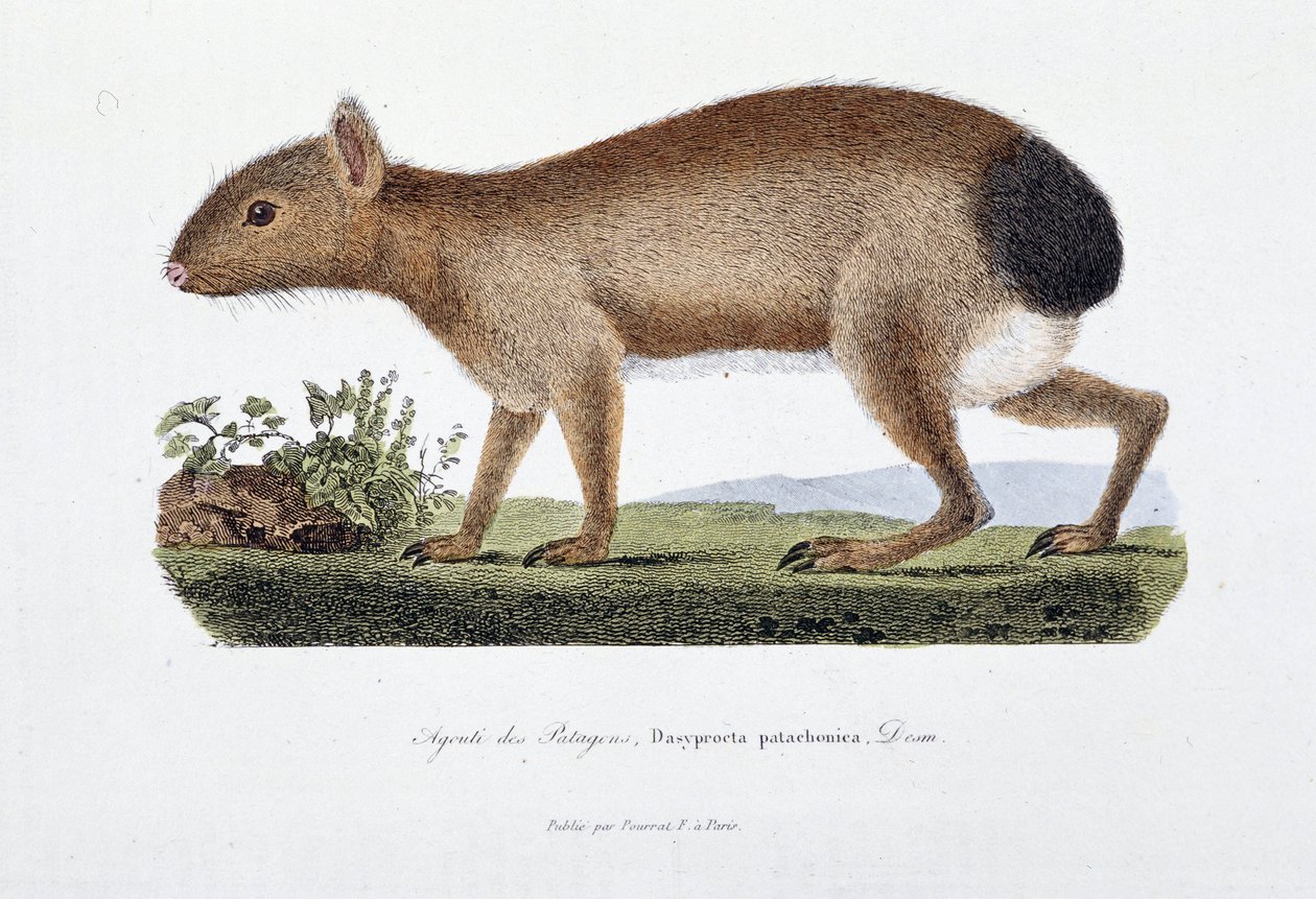 Természettudományi tábla: Állattani tábla az Agouti des Patagons, Dasyprocta patachonica – „Buffon teljes munkái” című művében, Georges Louis Leclerc természettudóstól, Buffon grófjától (1707-1788). Metszet 1837-ből. alkotó: Georges-Louis Leclerc
