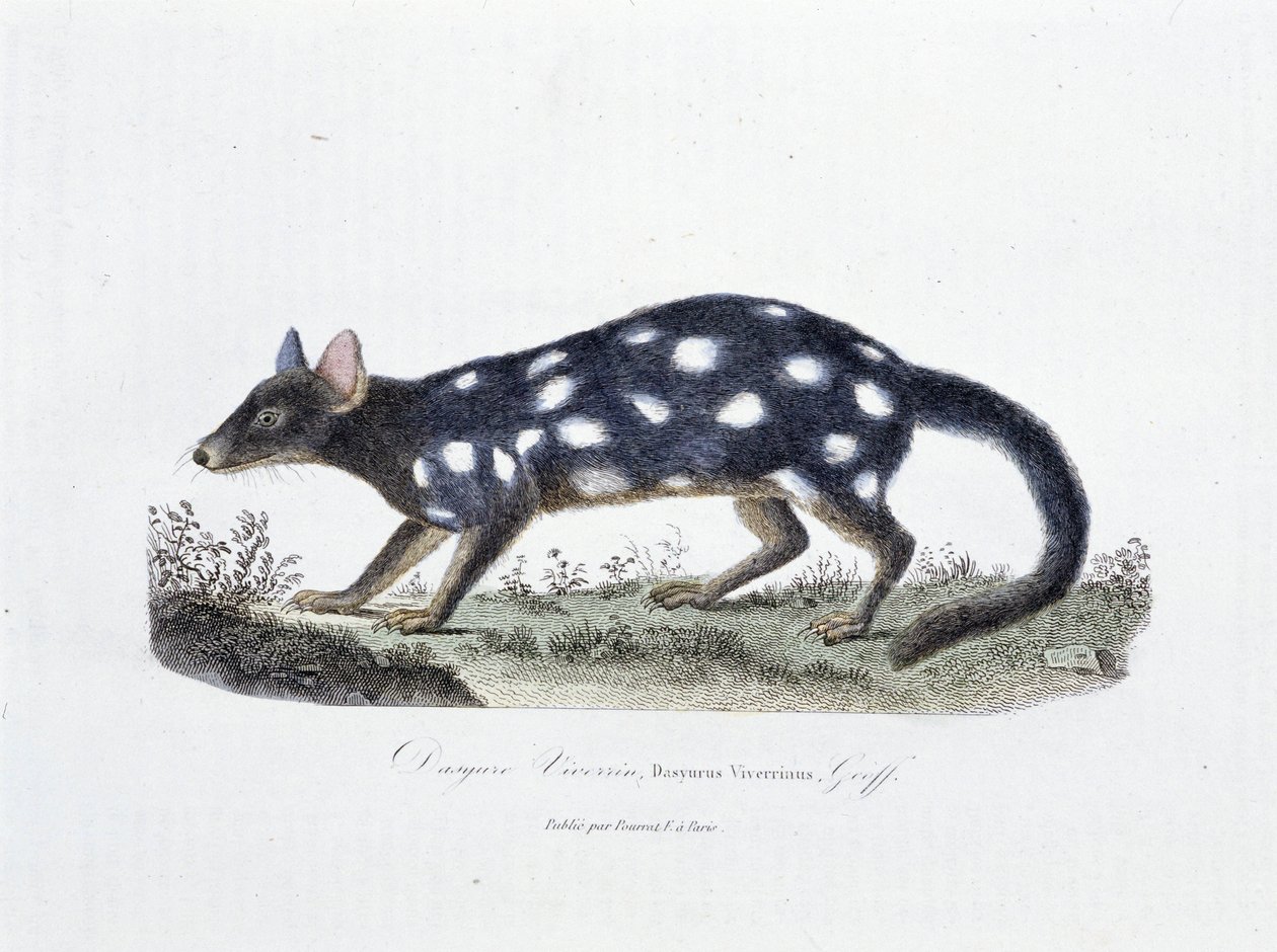 Természettudományi tábla: Dasyure Viverrint, Dasyurus Viverrinust képviselő állattani tábla – Georges Louis Leclerc természettudós, Buffon grófja (1707-1788) „” Completely Works of Buffon” című művében. Metszet 1837-ből. alkotó: Georges Louis Leclerc