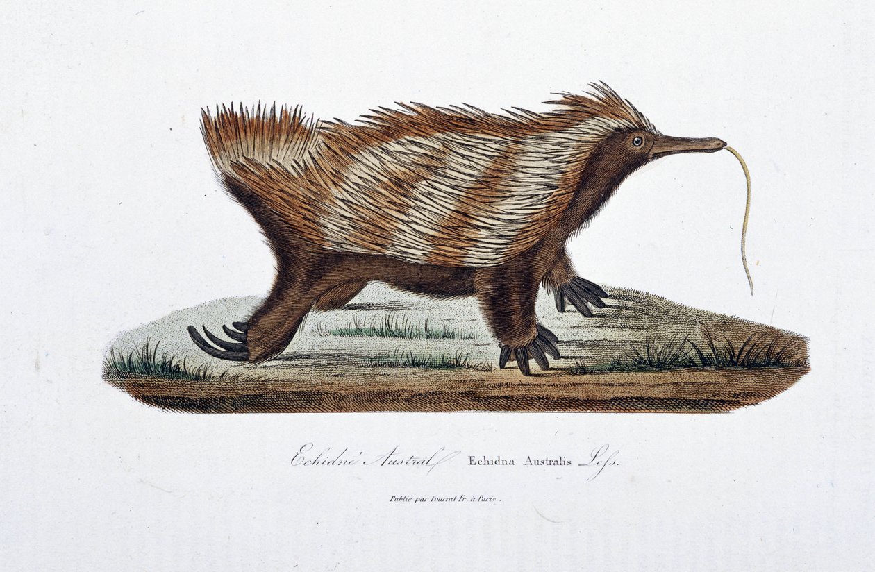 Természettudományi tábla: Állattani tábla, amely az Echidne Australis-t (Echidna Australis) képviseli – Georges Louis Leclerc természettudós, Buffon grófja (1707-1788) „Buffon teljes művei” című művében. Metszet 1837-ből. alkotó: Georges Louis Leclerc