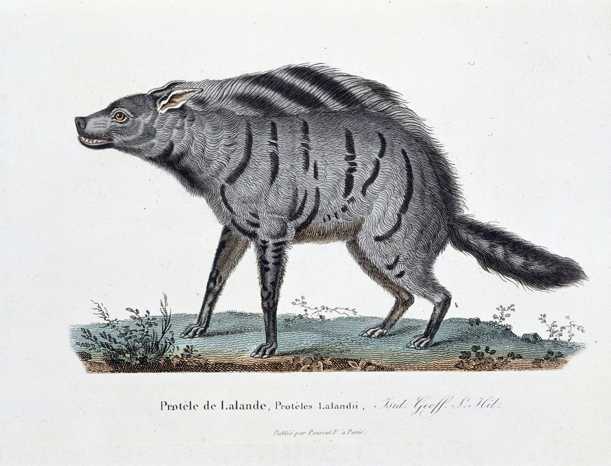 Természettudományi tábla: Állattani tábla a Protele de Lalande, Proteles Lalandii képviseletében – Georges Louis Leclerc természettudós, Buffon grófja (1707 - 1788) „” Completely Works of Buffon” című művében. Metszet 1837-ből. alkotó: Georges Louis Leclerc