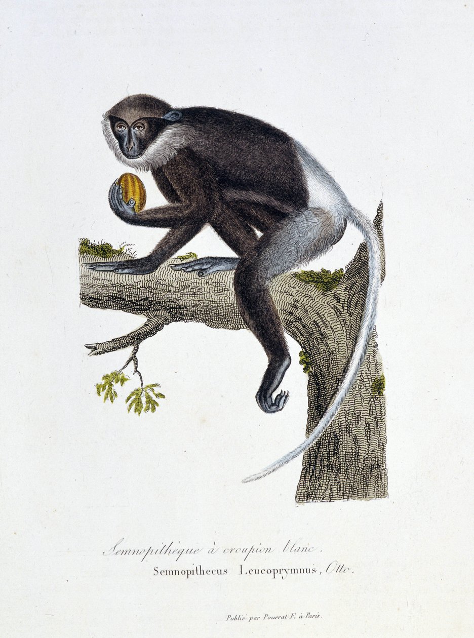 Természettudományi tábla: Állattani tábla, amely a White Rump Semnopitheque-et, Semnopithecus Leucoprymnus, Otto – Georges Louis Leclerc természettudós, Buffon grófja (1707-1788) „Buffon befejezői” című művében. Metszet 1837-ből. alkotó: Georges-Louis Leclerc
