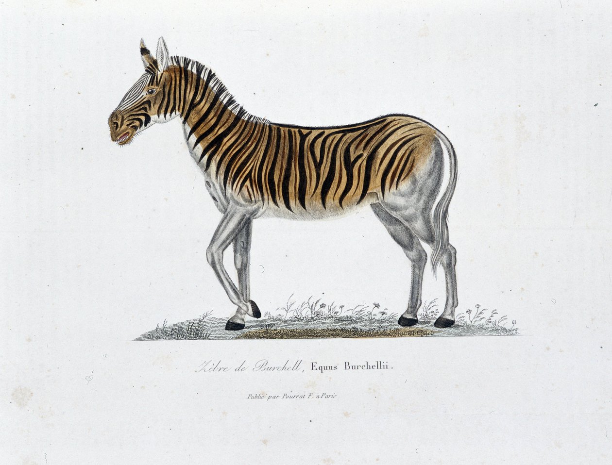 Természettudományi tábla: Zoológiai tábla, amely a Burchell Zebre-t ábrázolja, Equus Burchellii – Georges Louis Leclerc természettudós, Buffon grófja (1707-1788) „” Completely Works of Buffon” című művében. Metszet 1837-ből. alkotó: Georges Louis Leclerc