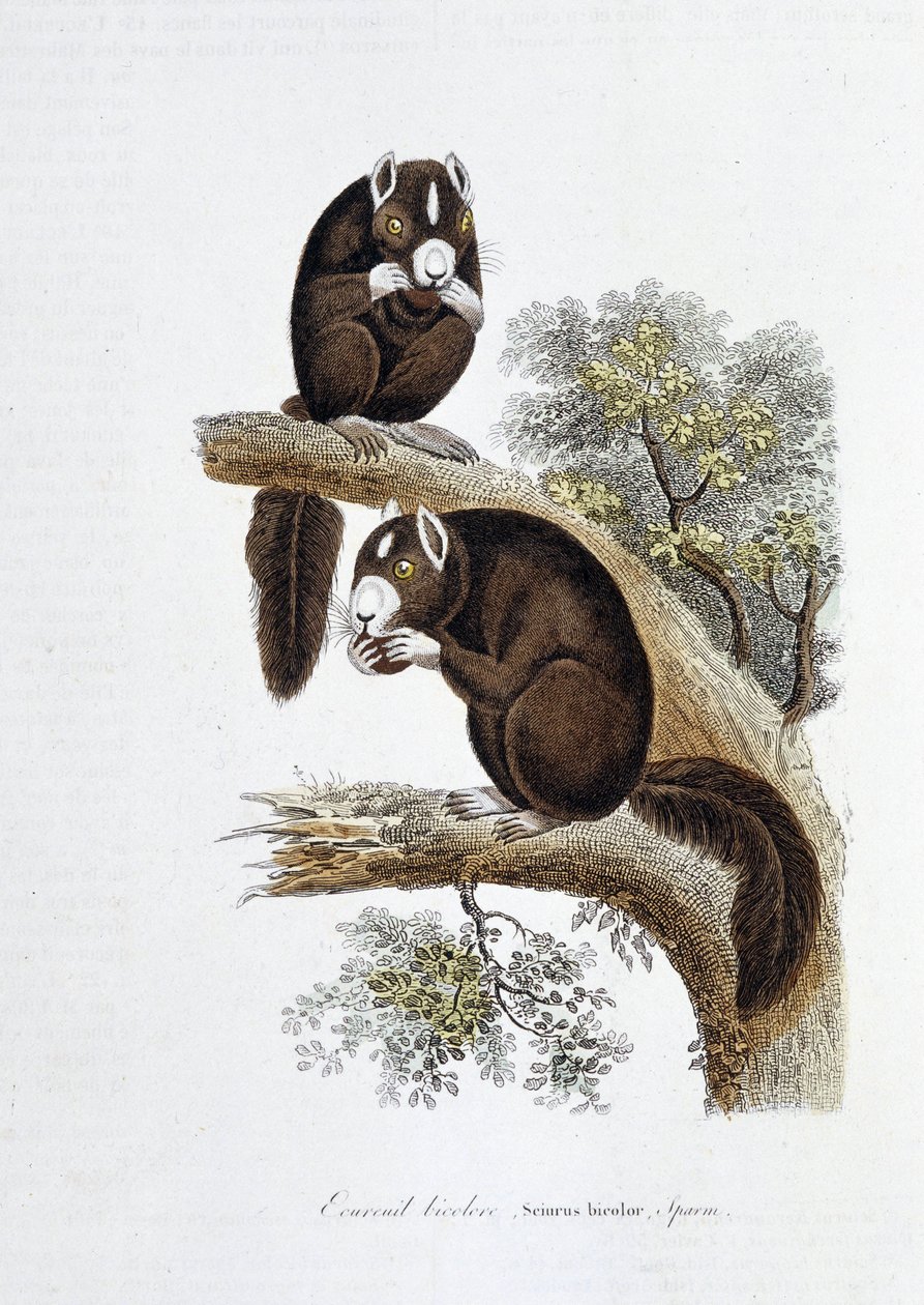 Természettudományi tábla: Állattani tábla, amely a kétszínű mókust (Sciurus bicolor) ábrázolja – Georges Louis Leclerc természettudós, Buffon grófja (1707-1788) „” Buffon művei” című művében. Metszet 1837-ből. alkotó: Georges Louis Leclerc