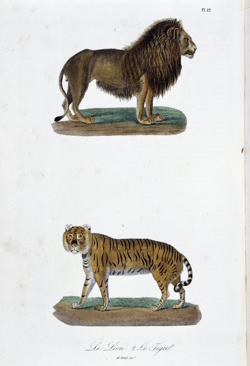 Természettudományi tábla: Állattani tábla, amely az oroszlánt és a tigrist ábrázolja – Georges Louis Leclerc természettudós, Buffon grófja (1707-1788) „Buffon befejezői” című művében. Metszet 1837-ből. alkotó: Georges Louis Leclerc