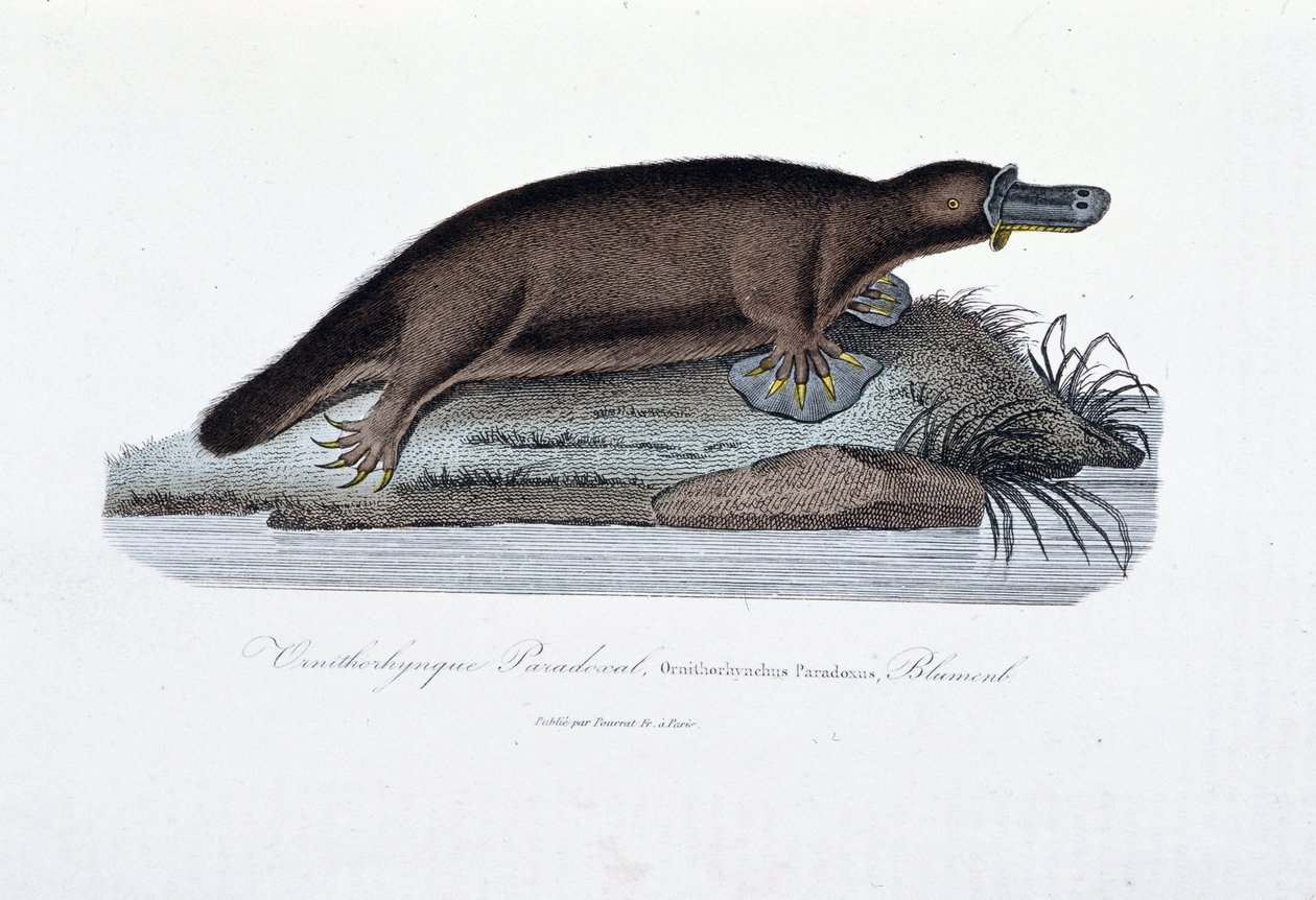 Természettudományi tábla: Állattani tábla, amely az ornithorync Paradoxált (Ornithorhynchus Paradoxux) ábrázolja, Blumenb – Georges Louis Leclerc természettudós, Buffon grófja (1707-1788) „Buffon művei” című művében. Metszet 1837-ből. alkotó: Georges Louis Leclerc