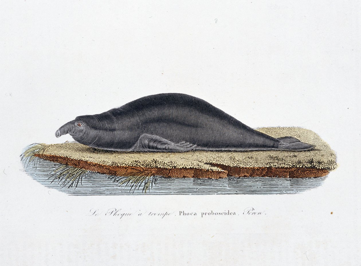 Természettudományi tábla: Állattani tábla, amely a fókát, a Phoca proboscideát, Peront ábrázolja – Georges Louis Leclerc természettudós, Buffon grófja (1707-1788) „Buffon teljes művei” című művében. Metszet 1837-ből. alkotó: Georges Louis Leclerc