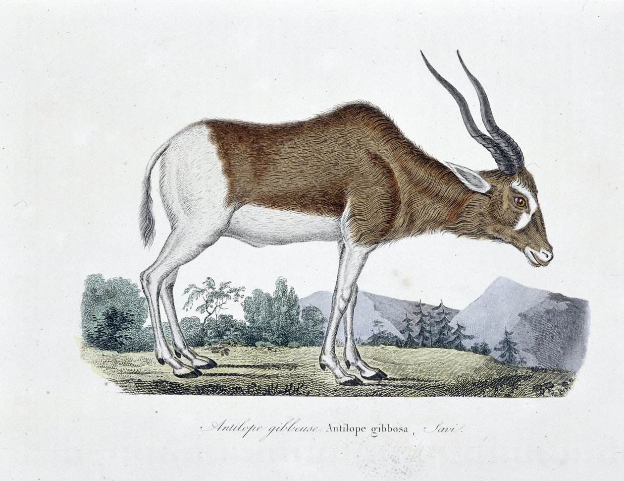 Természettudományi tábla: Gibbous Antilopot, Gibbosa Antilopot, Savit ábrázoló állattani térkép – Georges Louis Leclerc természettudós, Buffon grófja (1707-1788) „” Completely Works of Buffon” című művében. Metszet 1837-ből. alkotó: Georges Louis Leclerc