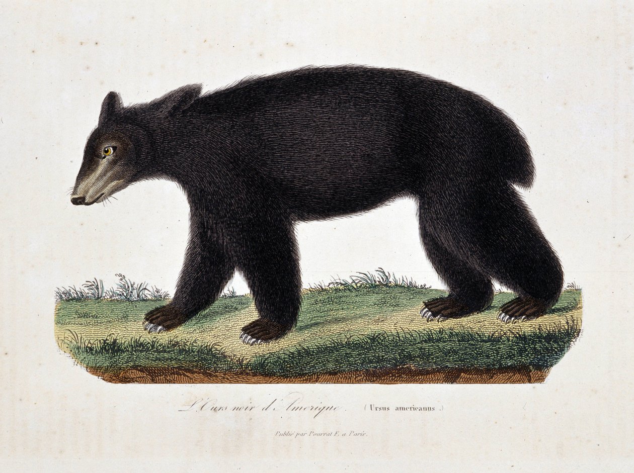 Természettudományi tábla: Amerika Fekete Medvét (Ursus americanus) ábrázoló állattani térkép – Georges Louis Leclerc természettudós, Buffon grófja (1707-1788) „” Works of Buffon” című kötetében. Metszet 1837-ből. alkotó: Georges Louis Leclerc
