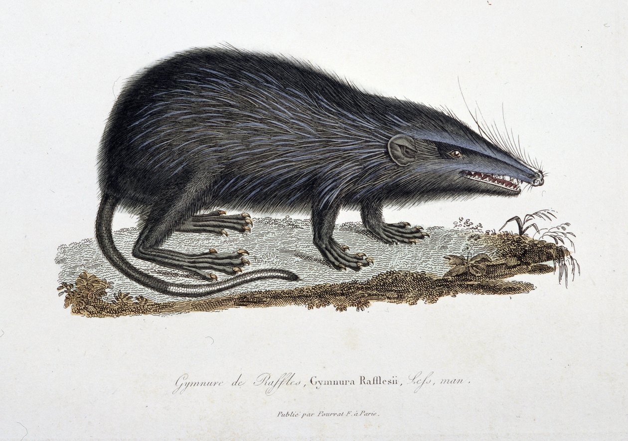 Természettudományi tábla: Zoológiai diagram, amely a Raffles Gymnure-ját, Gymnura Rafflesii-t, Lefst ábrázolja, ember – Georges Louis Leclerc természettudós, Buffon grófja (1707-1788) „Buffon befejezői” című művében. Metszet 1837-ből. alkotó: Georges Louis Leclerc