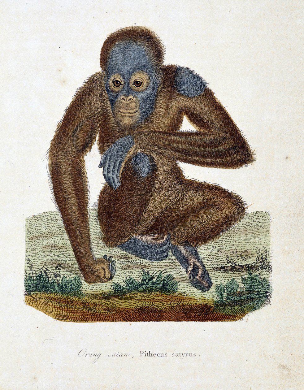 Természettudományi tábla: Állattani diagram, amely az Orang Outant (orang outan, orang outang, orang outang), Pithecus satyrust ábrázolja – Georges Louis Leclerc természettudós, Buffon grófja (1707-1788) „Buffon befejezői” című művében. Metszet 1837-ből. alkotó: Georges Louis Leclerc
