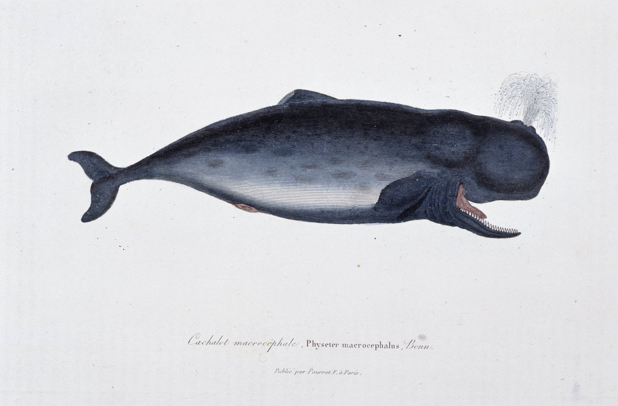 Természettudományi tábla: Állattani diagram, amely a nagyfejű sperma bálnát ábrázolja, Physeter macrocephalus, Bonn – Georges Louis Leclerc természettudós, Buffon grófja (1707-1788) „Buffon művei” című művében. Metszet 1837-ből. alkotó: Georges Louis Leclerc