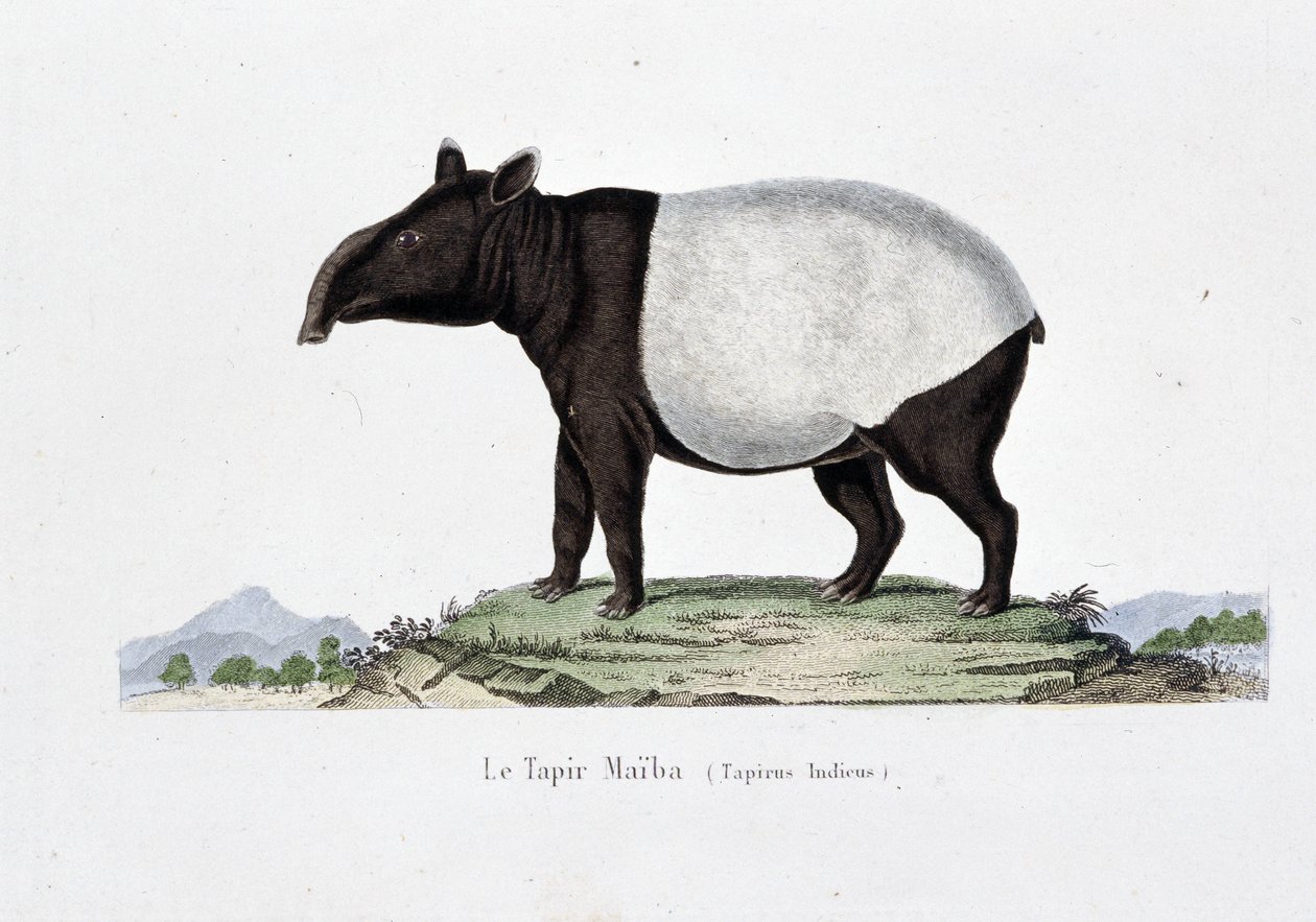 Természettudományi tábla: Le Tapir Maiba (Tapirus Indicus) állattani térképe – Georges Louis Leclerc természettudós, Buffon grófja (1707-1788) „” Buffon művei” című könyvében. Metszet 1837-ből. alkotó: Georges Louis Leclerc