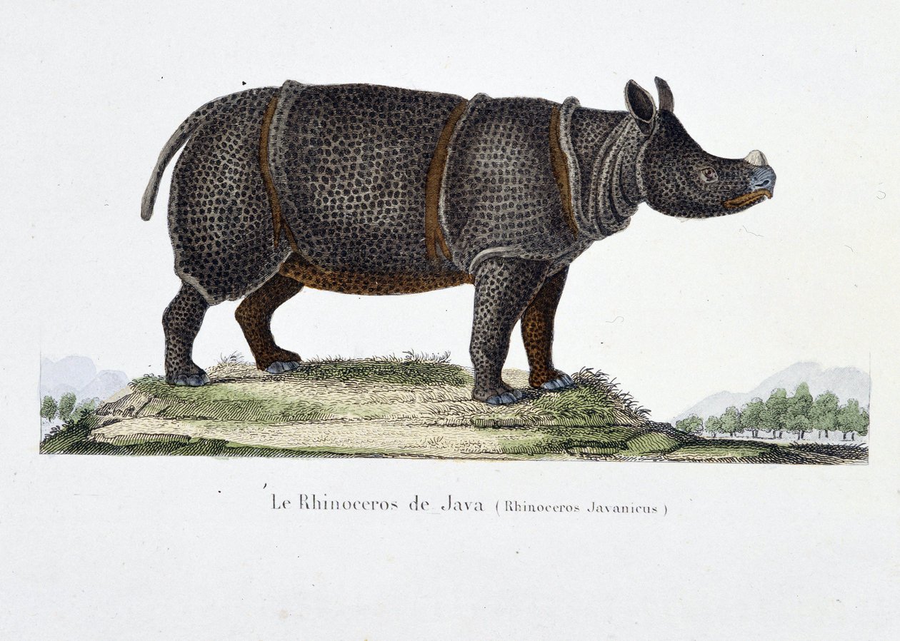 Természettudományi tábla: A jávai orrszarvút (Rhinoceros Javanicus) ábrázoló állattani térkép – Georges Louis Leclerc természettudós, Buffon grófja (1707-1788) „” Completely Works of Buffon” című könyvében. Metszet 1837-ből. alkotó: Georges Louis Leclerc