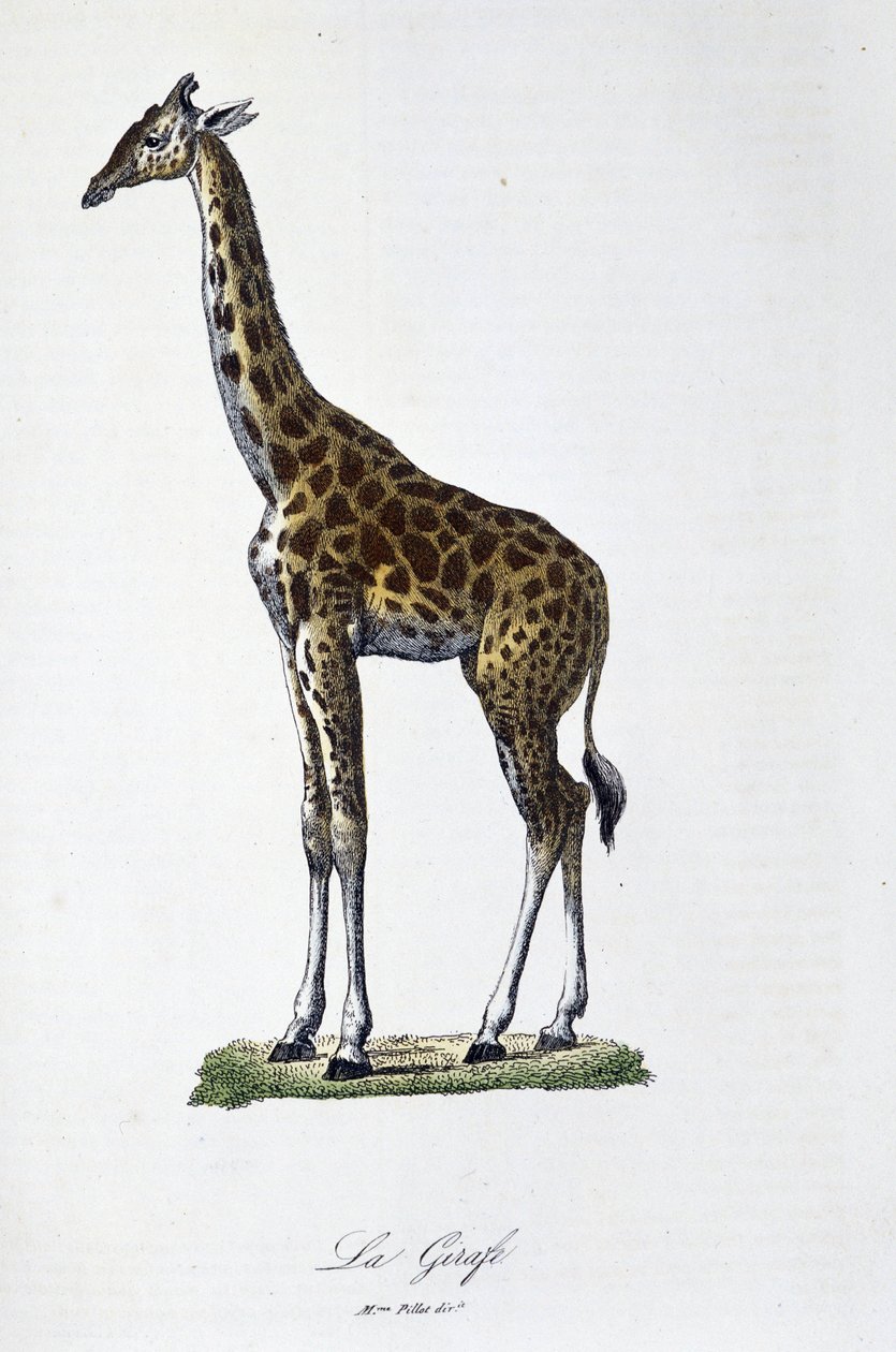 Természettudományi tábla: A zsiráfot ábrázoló állattani térkép – Georges Louis Leclerc természettudós, Buffon grófja (1707-1788) „Buffon befejezői” című művében. Metszet 1837-ből. alkotó: Georges Louis Leclerc