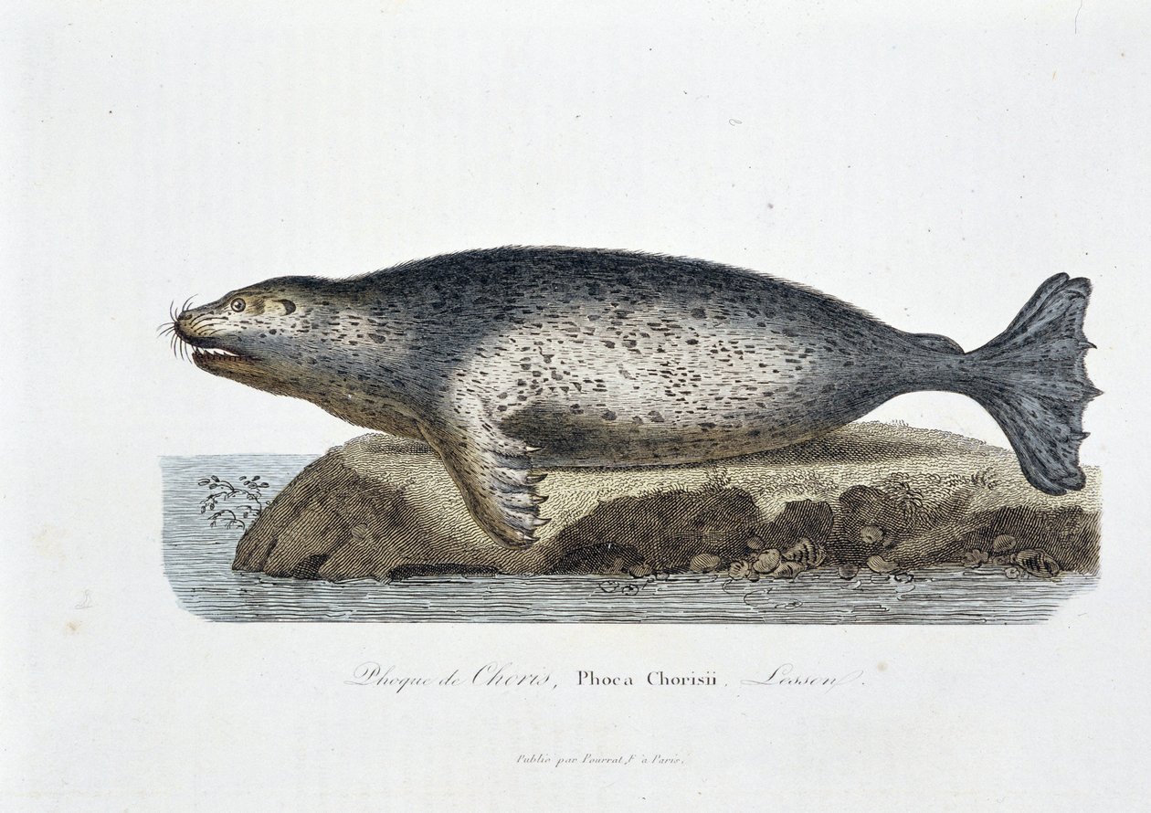 Természettudományi tábla: Choris, Phoca Chorisii pecsétjét ábrázoló állattani tábla, Georges Louis Leclerc természettudós, Buffon grófja (1707 - 1788) Lesson - in „” Works of Buffon”” című könyvében. Metszet 1837-ből. alkotó: Georges Louis Leclerc