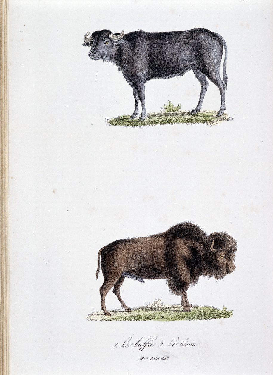 Természettudományi tábla: Állattani tábla 1. Bivaly és kettő képviseletében. Le bölény – Georges Louis Leclerc természettudós, Buffon grófja (1707-1788) „” Buffon alkotásai” című könyvében. Metszet 1837-ből. alkotó: Georges Louis Leclerc