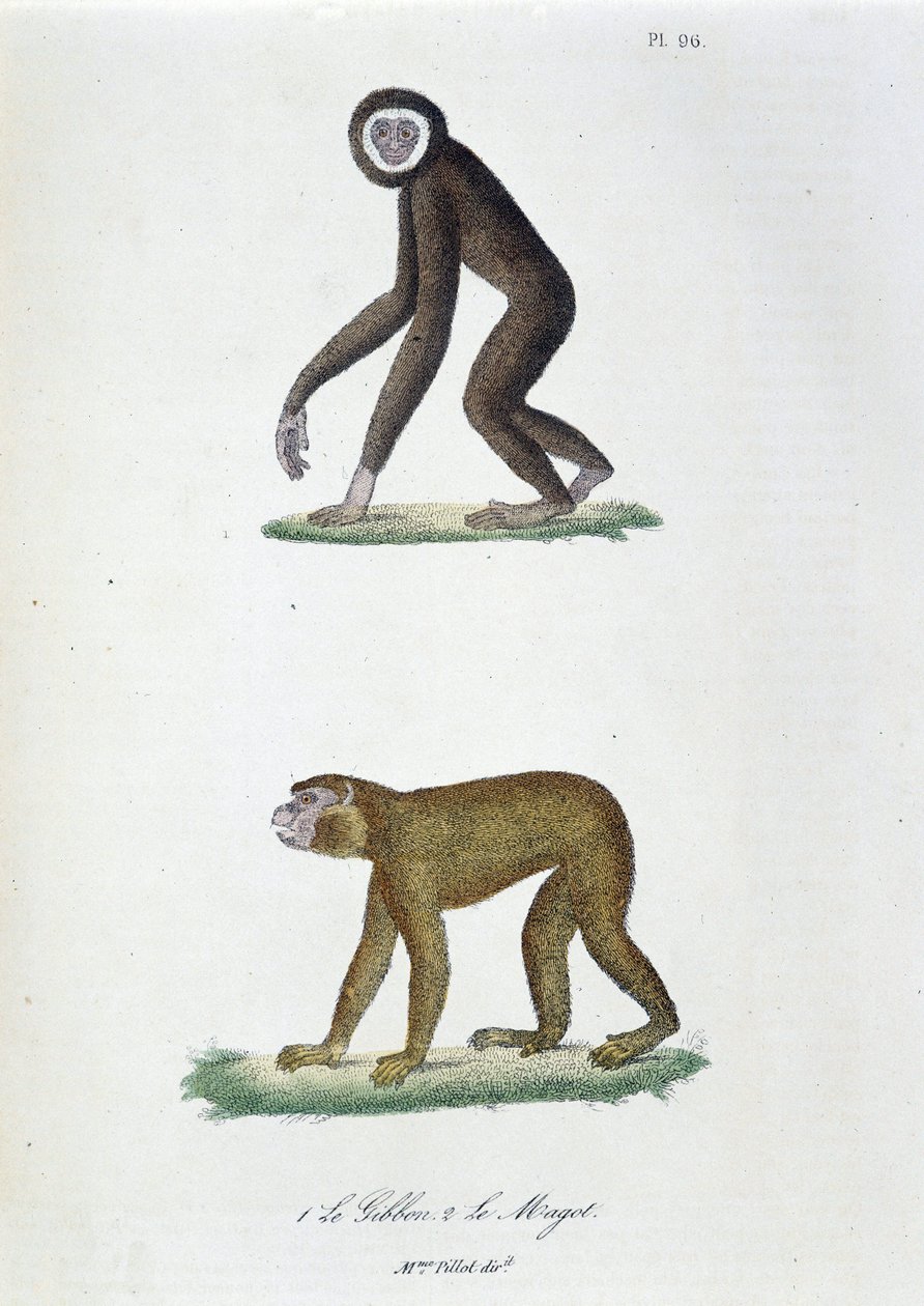 Természettudományi tábla: Állattani tábla, amely 1. A Guibbont és 2. Le Magot-ot képviseli – Georges Louis Leclerc természettudós, Buffon grófja (1707-1788) „Buffon teljes művei” című művében. Metszet 1837-ből. alkotó: Georges-Louis Leclerc