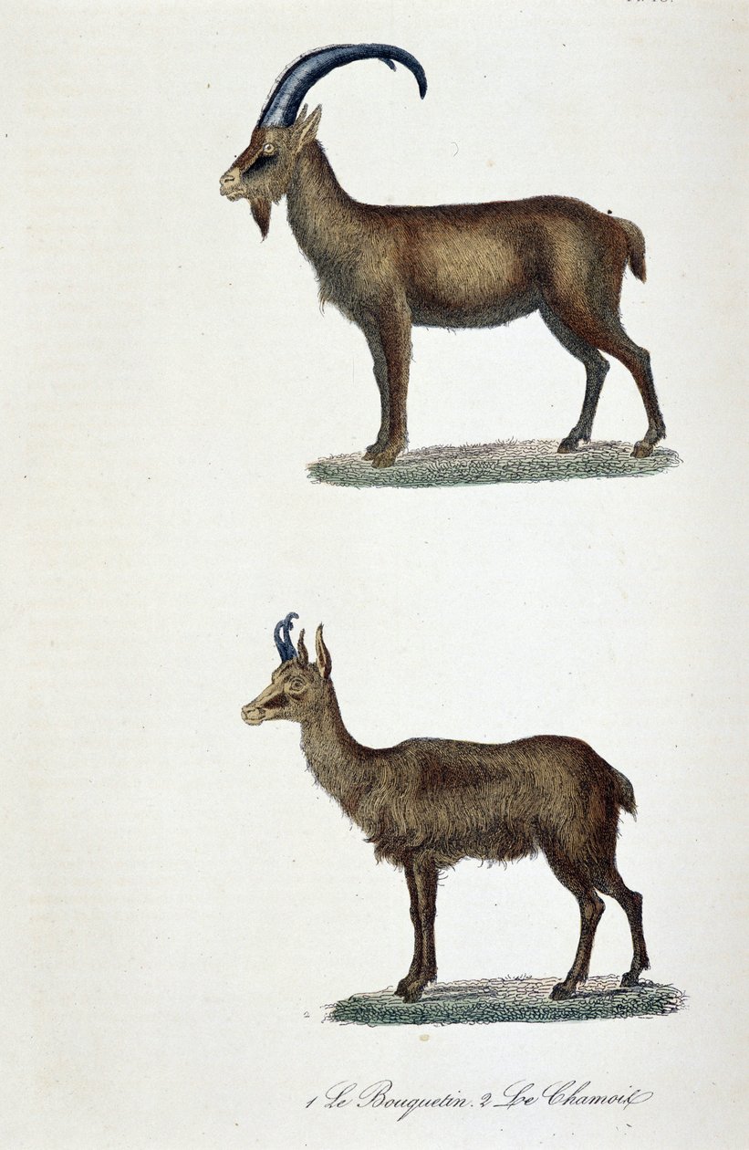 Természettudományi tábla: Állattani tábla, amely 1. A kősziklát és 2. Le Chamois-t képviseli – Georges Louis Leclerc természettudós, Buffon grófja (1707-1788) „” Completes de Buffon” című könyvében. Metszet 1837-ből. alkotó: Georges Louis Leclerc
