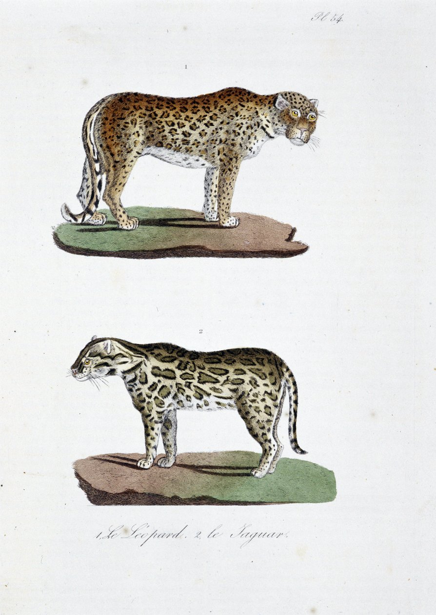 Természettudományi tábla: Állattani tábla, amely 1. A Leopárdot és 2. Le Jaguart képviseli – Georges Louis Leclerc természettudós, Buffon grófja (1707-1788) „Buffon teljes művei” című művében. Metszet 1837-ből. alkotó: Georges Louis Leclerc