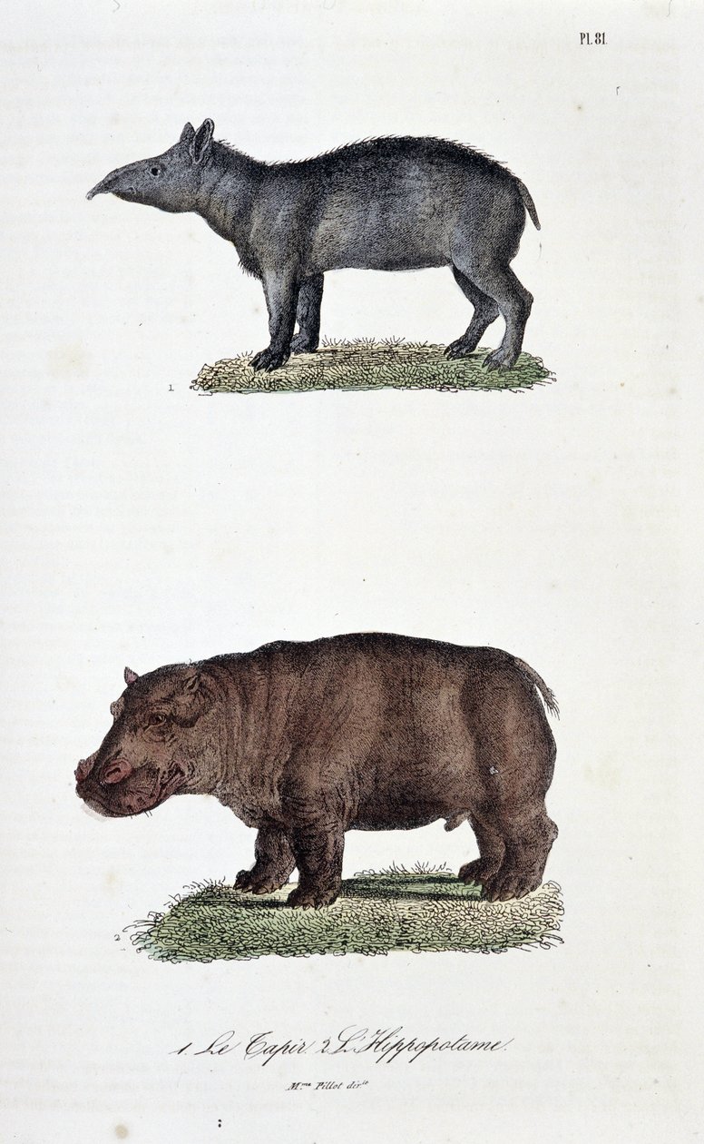 Természettudományi tábla: Állattani tábla, amely 1. A tapírt és a 2. vízilót képviseli – Georges Louis Leclerc természettudós, Buffon grófja (1707-1788) „Buffon teljes művei” című könyvében. Metszet 1837-ből. alkotó: Georges Louis Leclerc