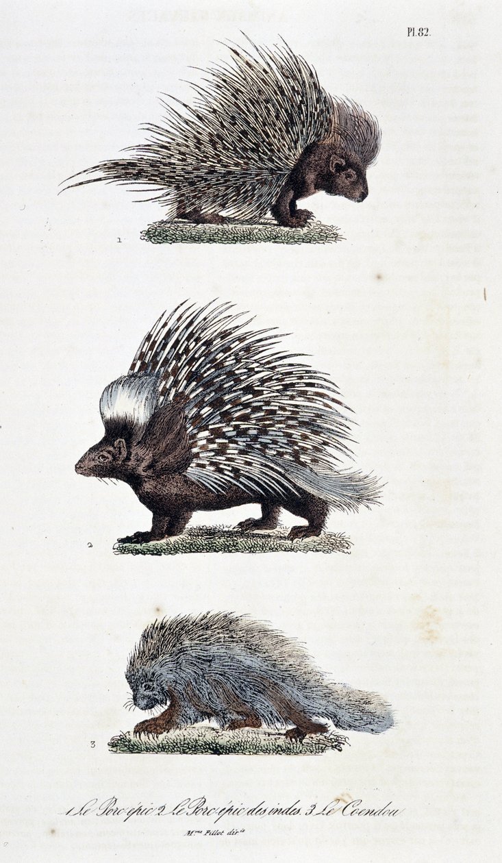 Természettudományi tábla: Állattani tábla, amely 1. Az epikus sertéshúst, 2. India epikus sertéshúsát és 3. Le Coendou-t ábrázolja – Georges Louis Leclerc természettudós, Buffon grófja (1707-1788) „Buffon teljes művei” című könyvében. Metszet 1837-ből. alkotó: Georges Louis Leclerc