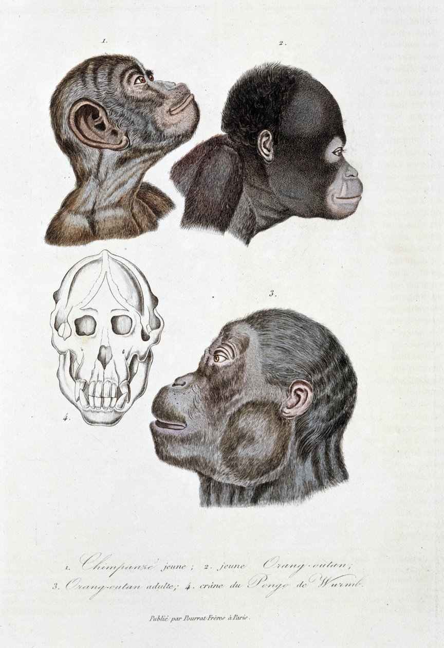 Természettudományi tábla: Állattani tábla, amely 1. Fiatal csimpánzt ábrázol; 2. fiatal Orang outan (orang-utan, orang outang, orang-utang); 3. Orang outan felnőtt; 4. Crane du Pongo de Wurmb – Georges Louis Leclerc természettudós „” Complete Works of Buff alkotó: Georges Louis Leclerc