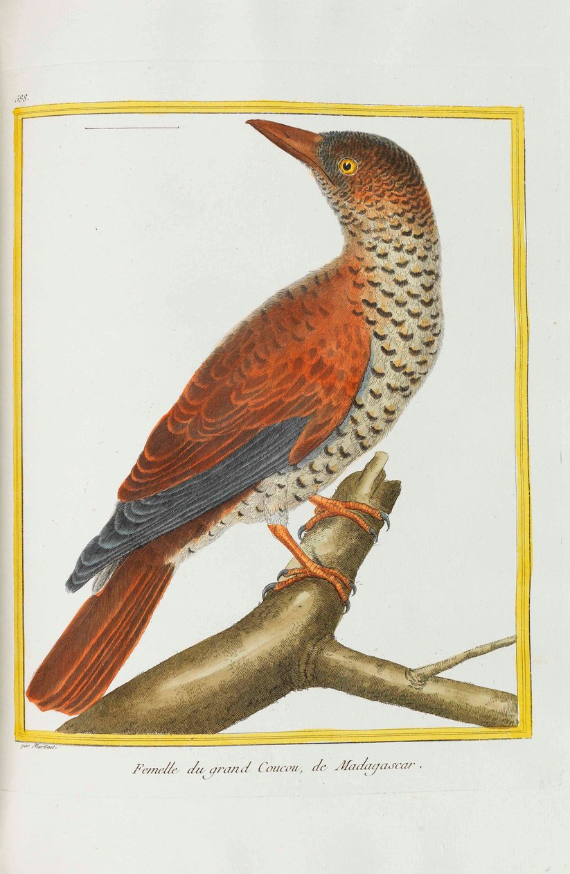 Természettudomány. Madarak. Világító táblák, 1782. alkotó: Georges Louis Leclerc de Buffon