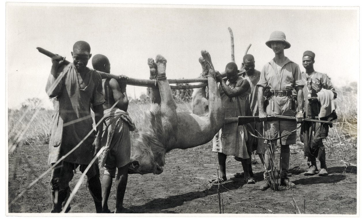 Oroszlán Bahr el Ghazalban, Am Dafok, 1925 (zselatin ezüst nyomat) alkotó: Georges Marie Haardt