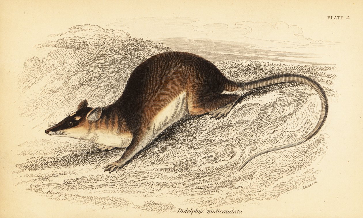 Barna négyszemű oposszum, Metachirus nudicaudatus. ,1841 (metszet) alkotó: Georges Robert Waterhouse