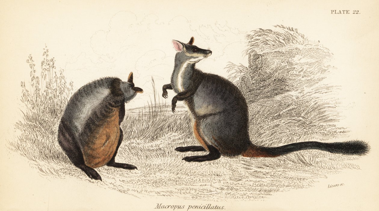 Brush-tailed rock-walllaby, Petrogale penicillata. ,1841 (metszet) alkotó: Georges Robert Waterhouse